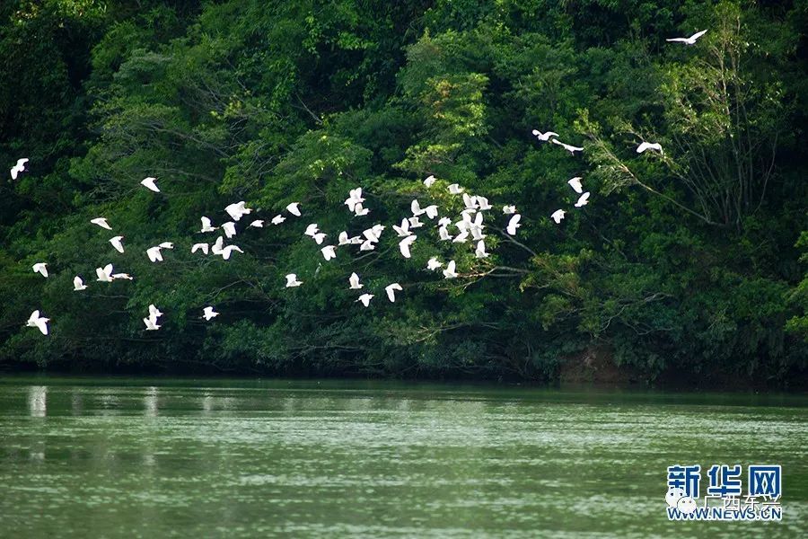 【生态环境保护】东兴:水清岸绿生态美 引来白鹭翩翩飞