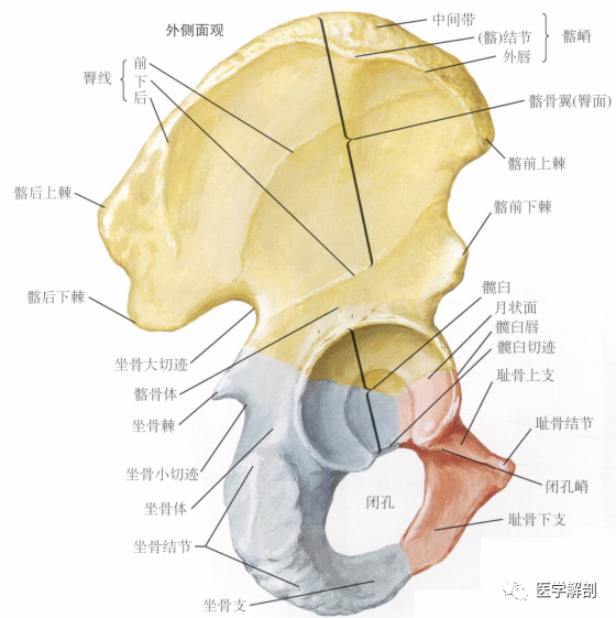 填图题髋骨的解剖外侧面观