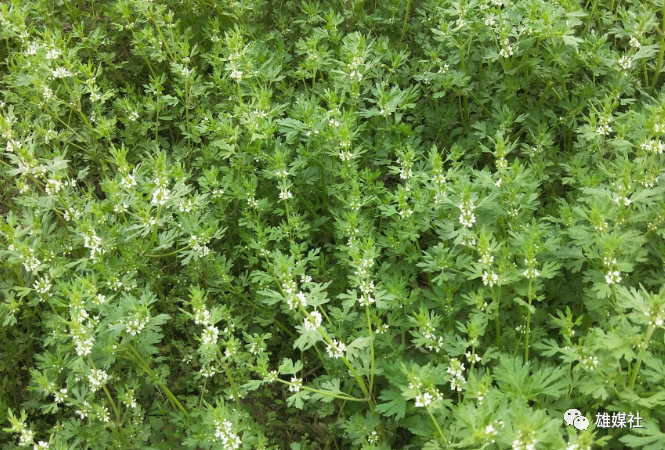 雄安益母草还能不能重现昔日辉煌