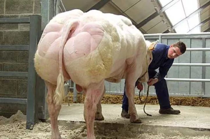 魔鬼筋肉牛:世界最强壮的牛,体重3吨,人改造出的"肌肉怪物"