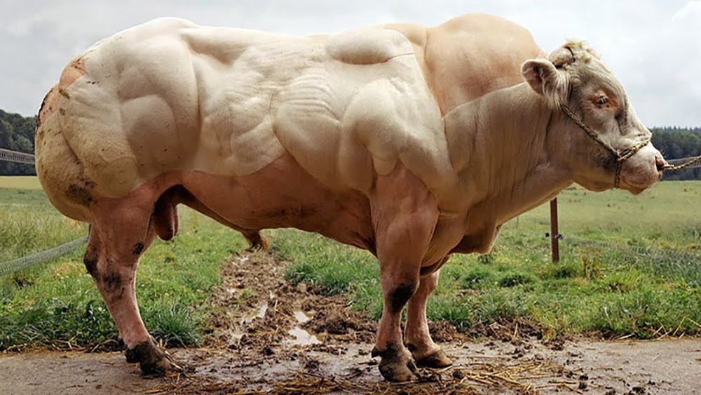 魔鬼筋肉牛:世界最强壮的牛,体重3吨,人改造出的"肌肉