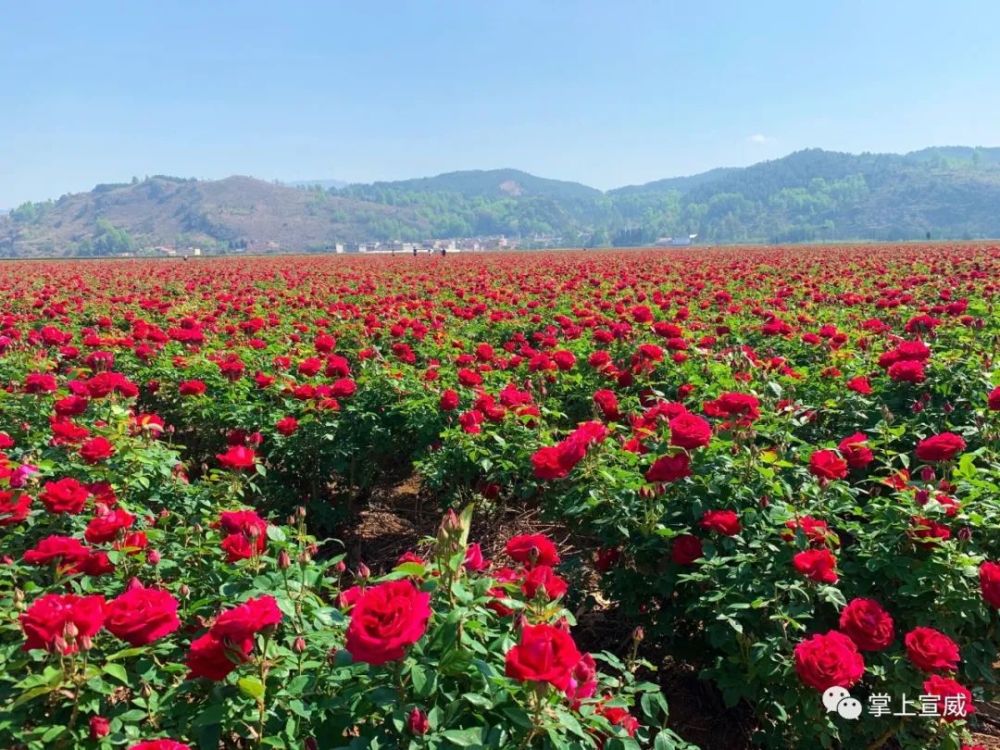 让生活也染上了幸福的颜色 温馨提示: 玫瑰花带刺 各位朋友进入种植园