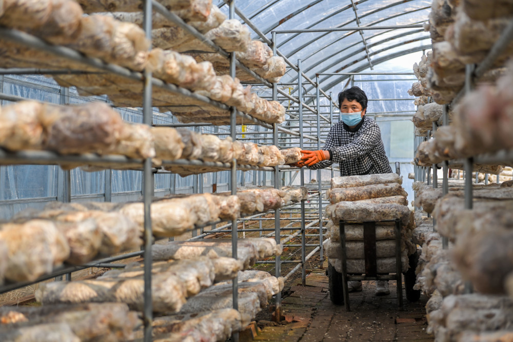 市土默特左旗善岱镇的蘑菇种植大棚内一派忙碌,村民们正加紧育菌