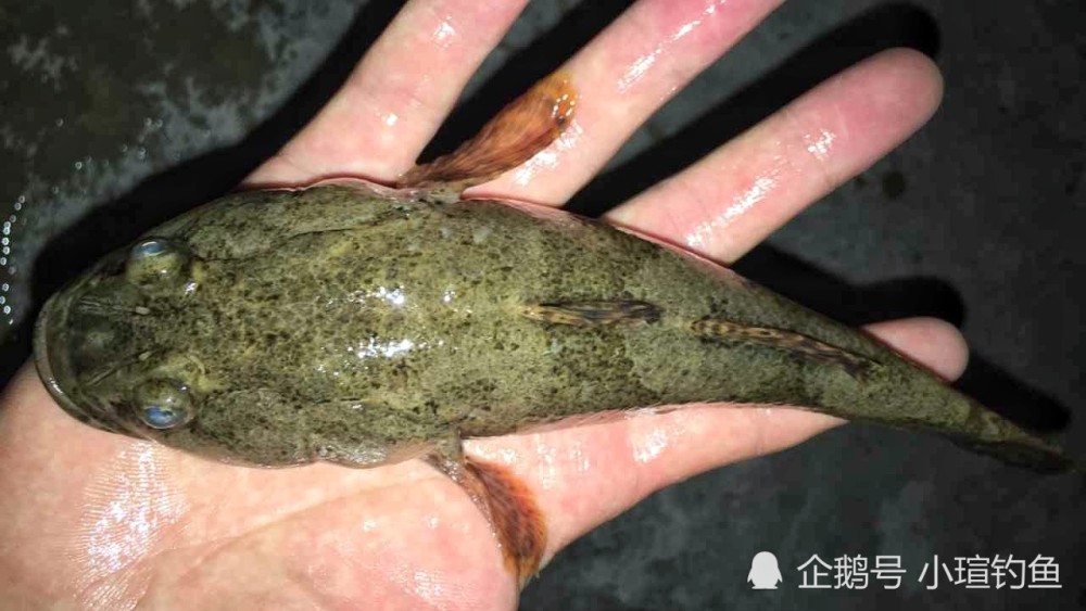 江西吉安的野河中发现罕见的塘鳢鱼,为何极少有人钓到它?