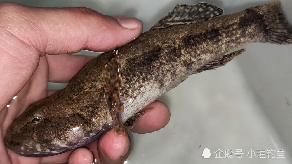 江西吉安的野河中发现罕见的塘鳢鱼,为何极少有人钓到