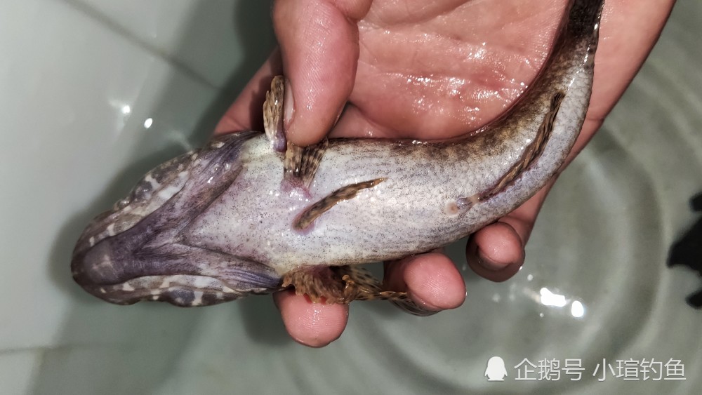 江西吉安的野河中发现罕见的塘鳢鱼,为何极少有人钓到
