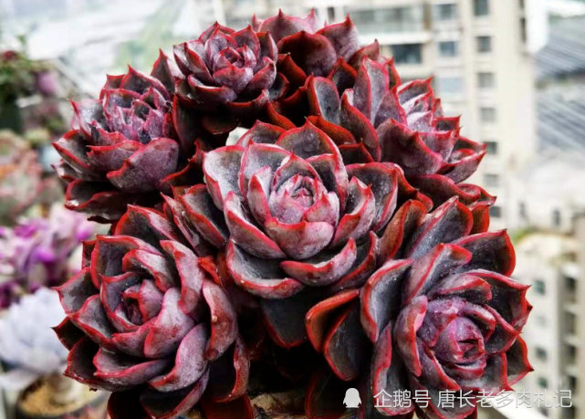 想将多肉养到爆盆,跟环境没有太大的关系,主要跟这些因素有关