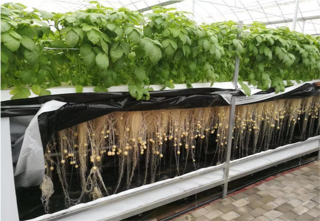 蔬菜如何实现立体栽培,关键问题不在于种,而是配套的立体设施是否健全