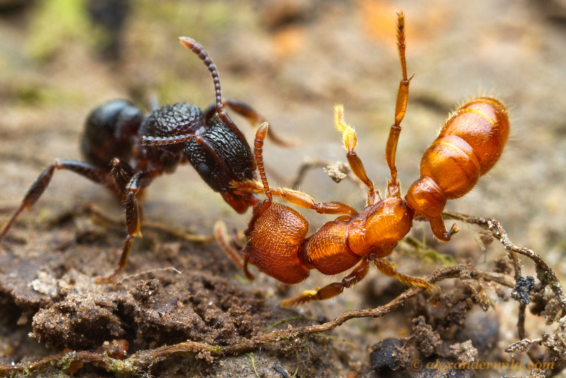 夺命"红火蚁"入侵人类住处,那它们有没有什么天敌呢?