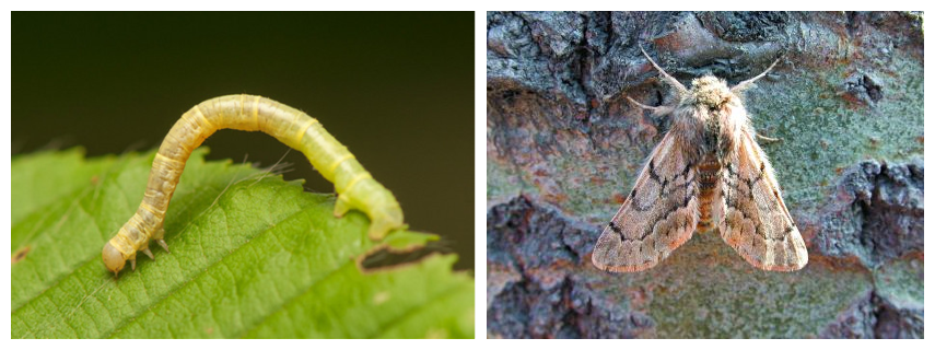 现在跟公里君一起认识一下吧 春尺蠖:左图为幼虫,右图为成虫