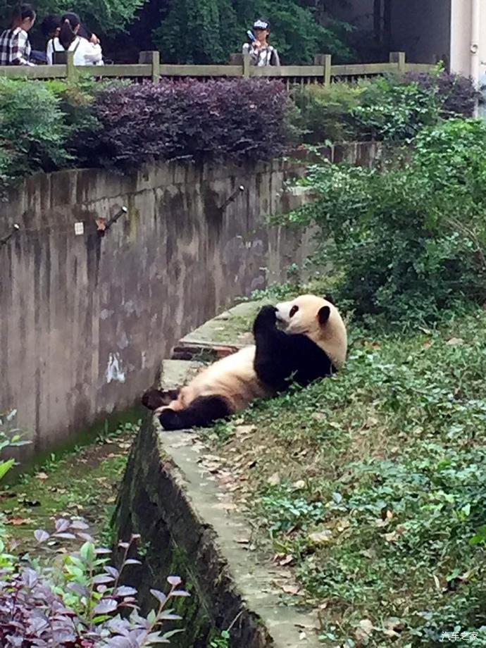 比亚迪宋plus成都熊猫基地