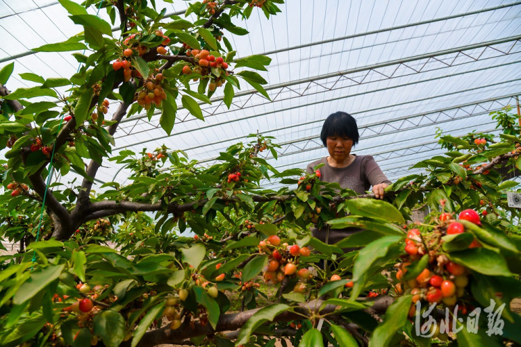 唐山迁西调整产业结构特色农业种植面积达39万亩