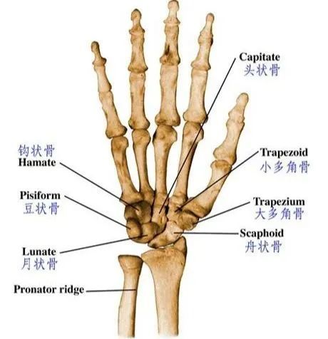 27 块骨头和 19 个 关节组成了整个手部的骨性及关节结构,为手功能的