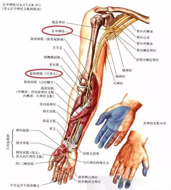 桡神经主要是负责手部的外在伸肌,四块指伸肌,食指伸肌,小指伸肌以及