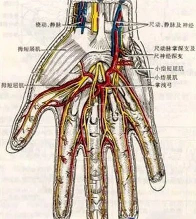2条尺侧蚓状肌,小鱼际肌和内收肌,尺神经损伤易形成"爪形手"