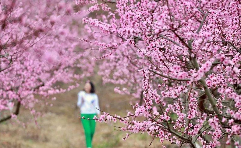 桃花盛开的曲谱_桃花盛开图片(2)