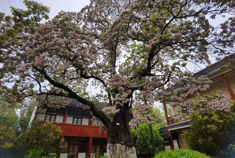 800多岁古树开花,长三角这地,飚上热搜!你想去看看吗?