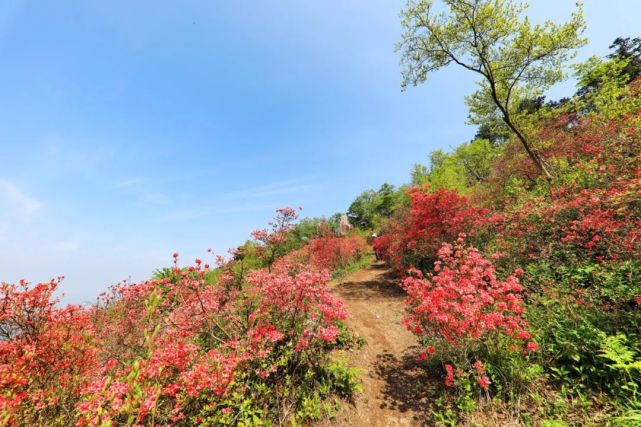 黄狮寨上映山红