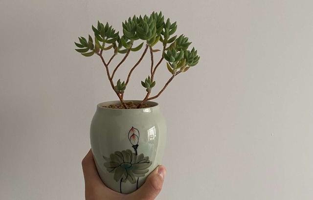 多肉新手套餐中收获的宝贝绒针,一年就变成直立老桩,越看越喜欢
