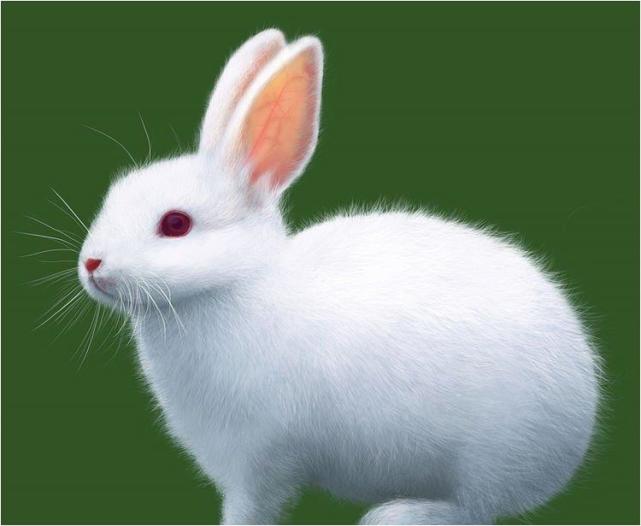 生肖兔63年兔兔兔兔的下半生老人讲的话不假属兔人必看