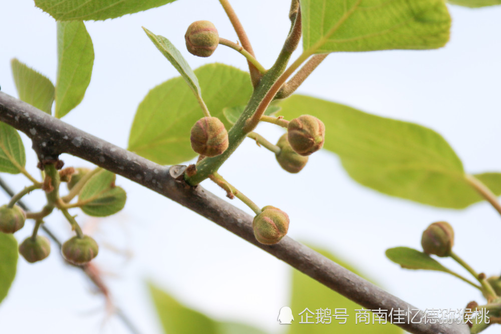 佳忆德猕猴桃生长过程之疏蕾时节