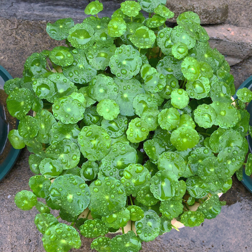 适合养在家里的水生植物,夏天呼呼开花,气质优雅独特