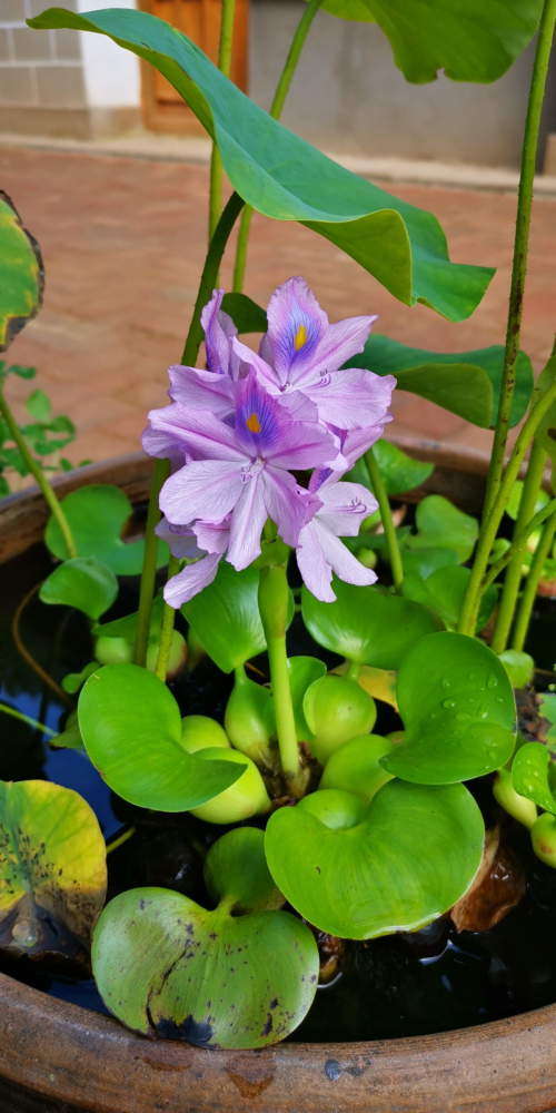 水葫芦喜欢温暖湿润的环境,只要保证温暖,天天喷水,水葫芦生长也是