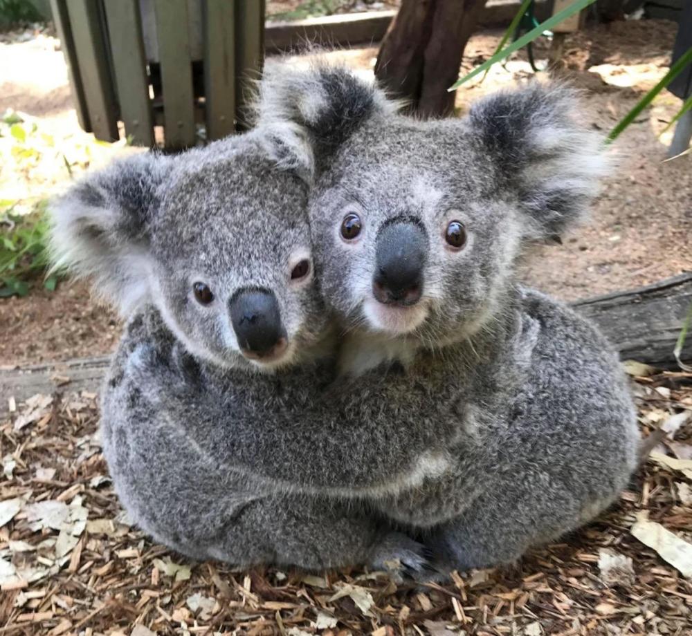 看看两只考拉紧紧相拥,太可爱了,该图片摄于澳大利亚的一个爬行动物