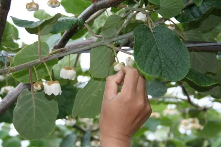 猕猴桃花期管理关键技术疏蕾疏花疏果授粉