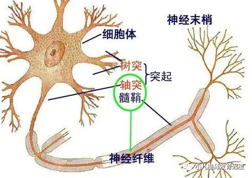 儿童患上脑白质发育不良伴有髓鞘化