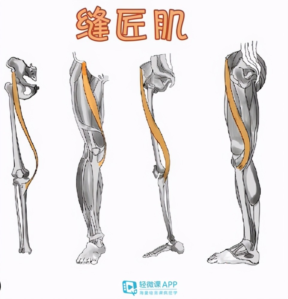 腿部结构绘画教程