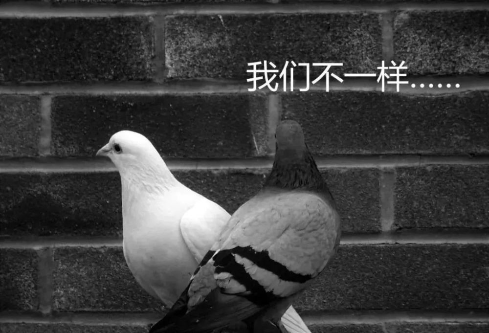 在"放鸽子"这件事儿上,东西方达成了共识