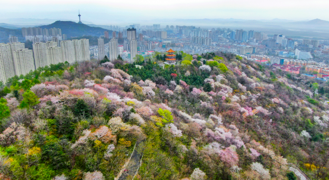 风景秀丽的锦江山公园,一直是丹东的赏樱胜地,园内樱花数千株,包括