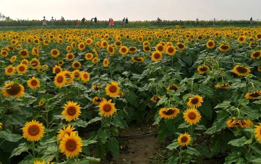 在抚顺市青年路南侧沉陷区建成了千亩花海,油菜花,向日葵等花卉在