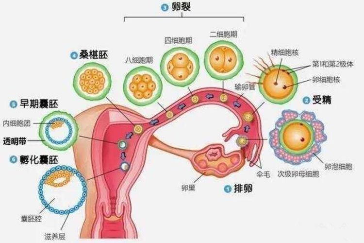 怀孕了就是想吃凉的怎么啦有什么问题吗