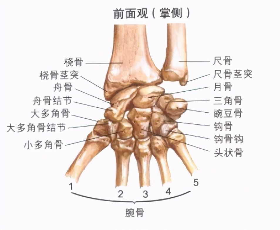 腕关节,是由手的舟骨,月骨和三角骨的近侧关节面作为关节头,桡骨的腕