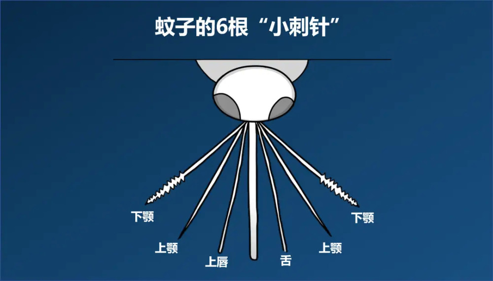 随处可见的青蛙没了蚊子爆发了自然界发生了什么新变化