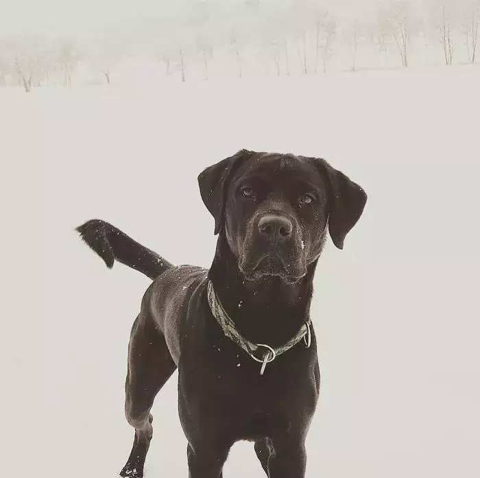 拉布拉多 罗威纳犬