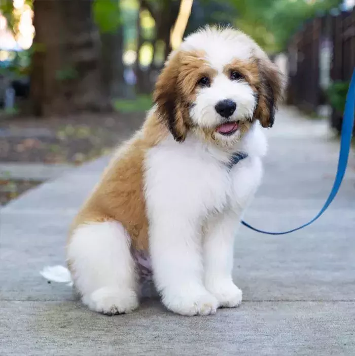 圣伯纳犬 狮子狗,感觉有点憨