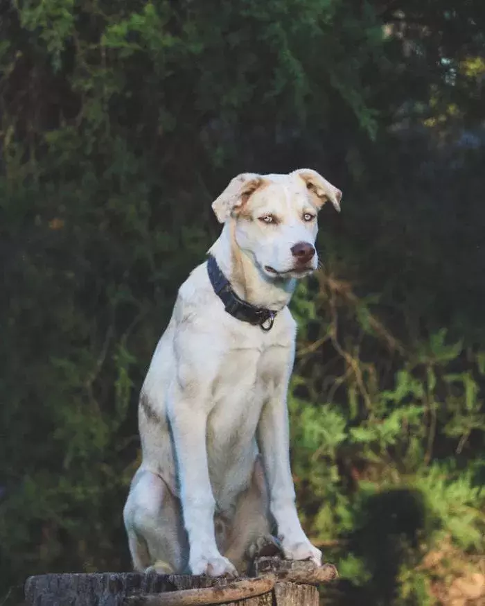 拉布拉多犬 西伯利亚雪橇犬