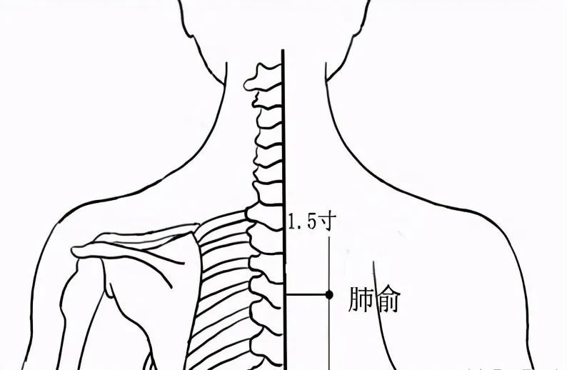 作用:肺腧穴,是肺经上最重要的穴位,在中医治疗慢性支气管炎,百日咳