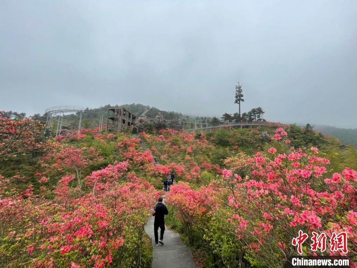 浙江磐安杜鹃花谷.(资料图) 张斌 摄