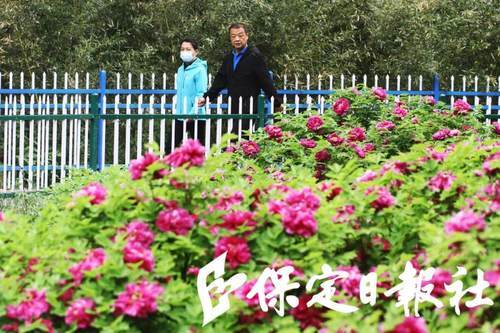 走 赏花去!保定市区街头牡丹盛开