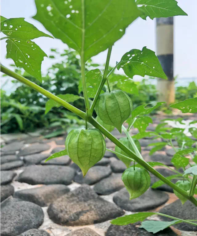 这也是它姑娘果的名字由来