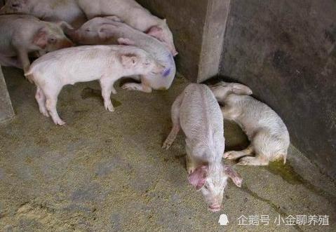 伪狂犬猪症状是什么新生仔猪伪狂犬怎么办这样做很有必要