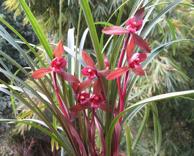 若有幸遇到此兰花,别犹豫尽快入手,花色红艳且变化无穷,香味浓