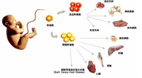 热议:干细胞和免疫细胞有何不同?让我们一探究竟!