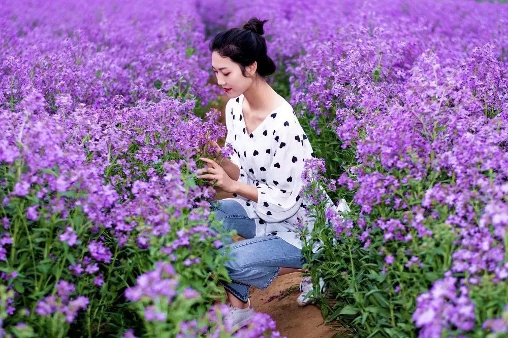 紫色油菜花海你见过吗?蓝天芝麻小镇上万张门票免费送,速来