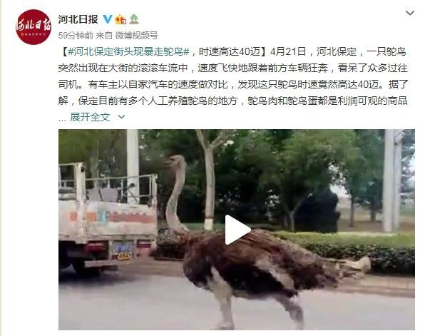 一只鸵鸟突然出现在大街的滚滚车流中,速度飞快地跟着前方车辆狂奔,看
