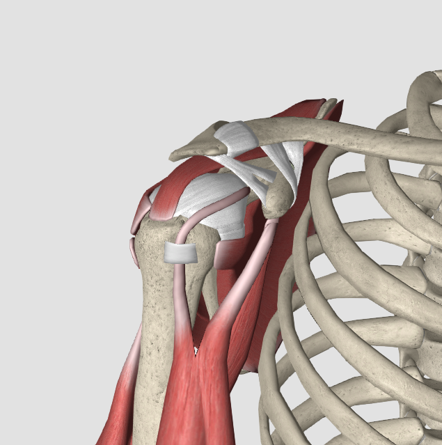 胸锁关节 胸锁关节由锁骨的胸骨关节面与胸骨柄的锁骨切迹及第一肋骨